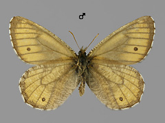 O. norna